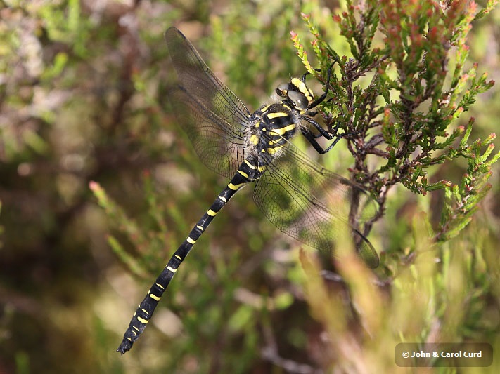 J17_1989 Cordulegaster boltonii male.JPG